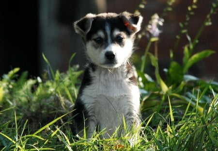 Curious puppy - dogs, puppys