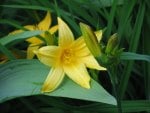 Day lily