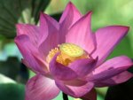 Purple lotus