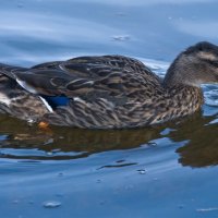 Duck on blue water