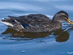 Duck on blue water