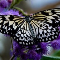 Tree nymph butterfly