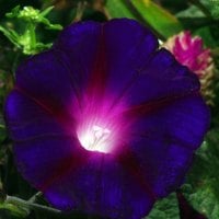 Purple flower