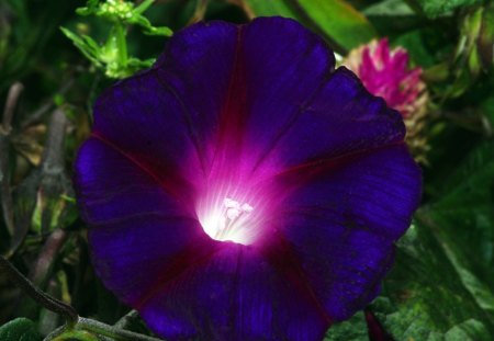 Purple flower - purple, flowers