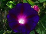 Purple flower