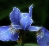 fractal iris