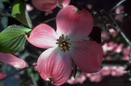 adi - nature, flowers