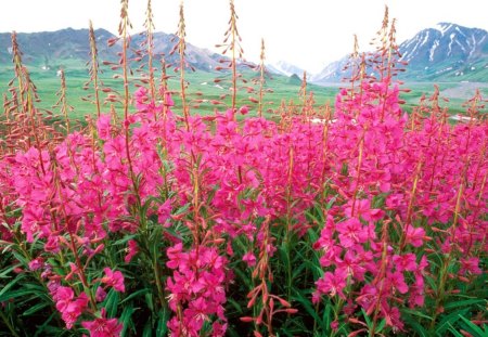 adi - flowers, nature