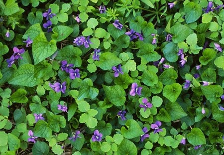 adi - nature, flowers