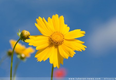 adi - flowers, nature