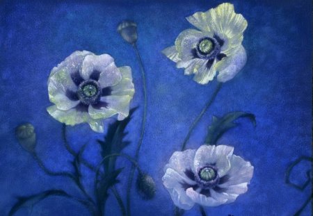 Mystical Blue - white flowers, art, blue background