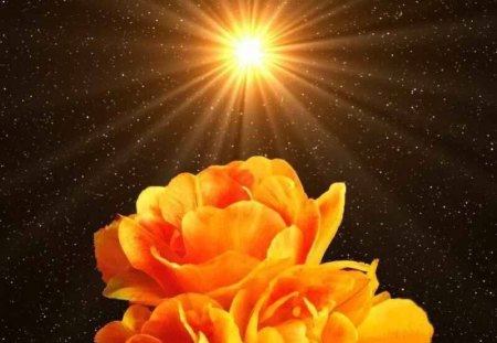 Floral Sunrise - golden flowers, sunrise