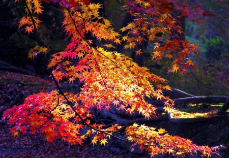 Autumn Leaves - leaves, forest, trees, autumn colours