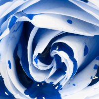 Rose Bleeding Blue