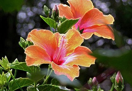 Tropical Hibiscus - flowers, hibiscus, tropical