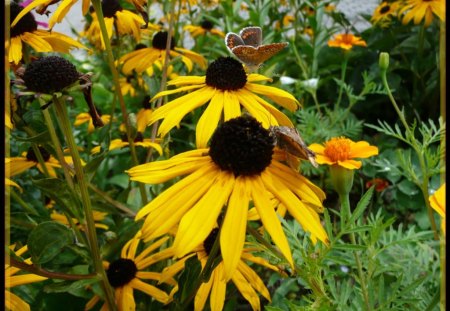 Butterflies on Yellow Flowers - marigolds, flowers, garden, butterflies