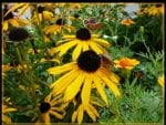 Butterflies on Yellow Flowers