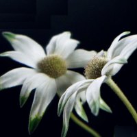 Flannel Flower