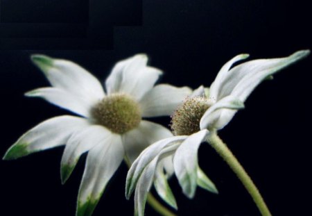 Flannel Flower - reflection, flannel flower