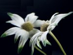 Flannel Flower