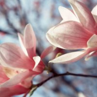 Magnolia Flowers