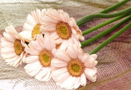 Freshly Floral - flowers, gerberas, netting