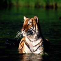tiger