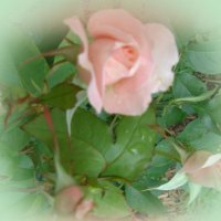 Misted Roses