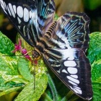 white blue butterfly