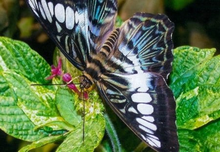 white blue butterfly - pertty butterfly, white blue butterfly