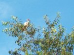 Adolescent Wood Stork