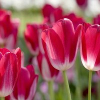 Red Tulips