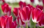 Red Tulips