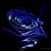 Blue Velvet Rose