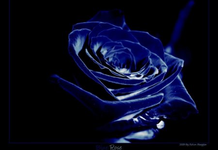 Blue Velvet Rose - blue rose, flower