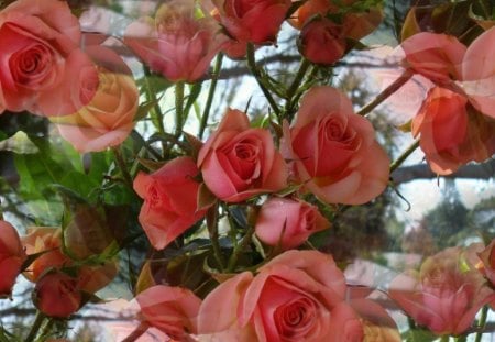 Spring Roses - garden, roses