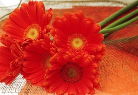 Red Gerberas - picked flowers, netting, red gerberas