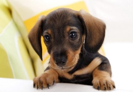 Dachshund puppy - dogs, puppys