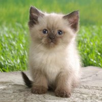 Himalayan kitten