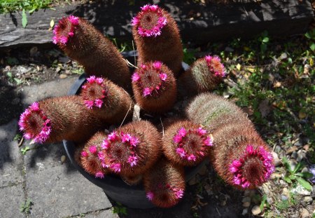 Pink flowering cacti