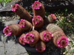 Pink flowering cacti