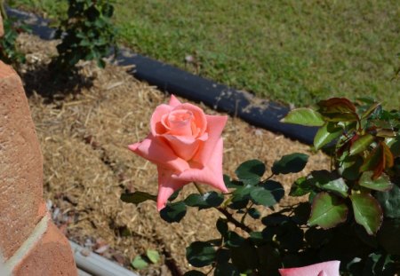 Pink Rose 2 - rose, flower, pink, photography