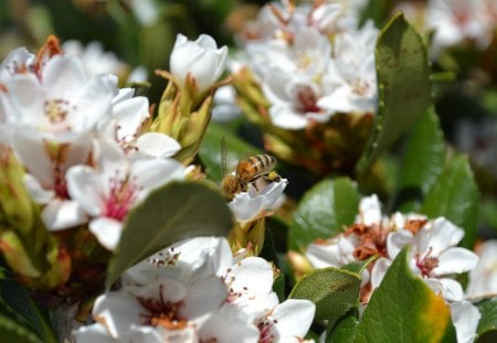 Bee and flowers - nature, bee, flower, photography