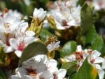 Bee and flowers