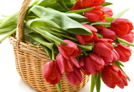 One lovely SPRINGâ™¥ - red, energy, bunch, tulips, positive, flowers, spring, feng shui, fresh, basket, wonerful, floral, nature, green