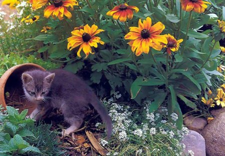 kitten - flowers, garden, nature, kitten