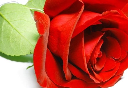 Fresh BEAUTY♥ - forever, beauty, love, precious, flowers, fresh, magnificent, nature, red, green, macro, rose