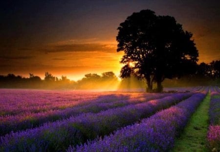 Lavender fields at Sunset - fields, nature, trees, sunset, field, lavender