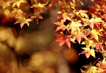 oto�o  o automn - vibrant, hojas muertas, colors, autumn