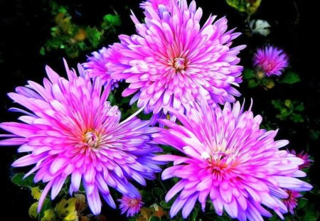 Chrysanthemums highly colored - highly colored, pink, flowers, chrysanthemums, nature, autumn